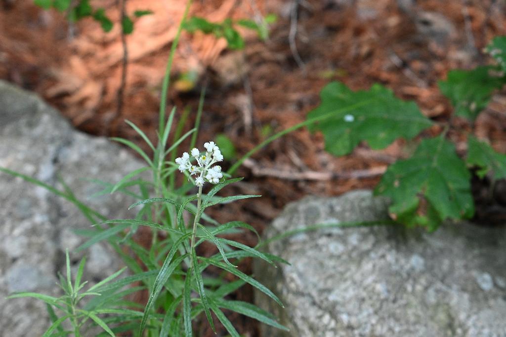 2025-08039905 Tower Hill Botanic Garden, MA.JPG - Pearly Everlasting (Anaphalis margaritacea). New England Botanic Garden at Tower Hill, MA, 8-3-2025